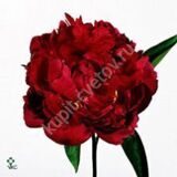 Букет пионов с доставкой в Санкт-Петербурге от салона цветов Флордель